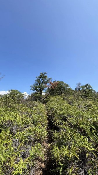 20250228新北投山大砲岩封面