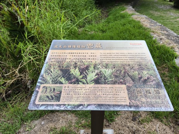 [漫遊縱谷 愛在花東-04/10] 2025_1011 羅山村竹林步道2913251