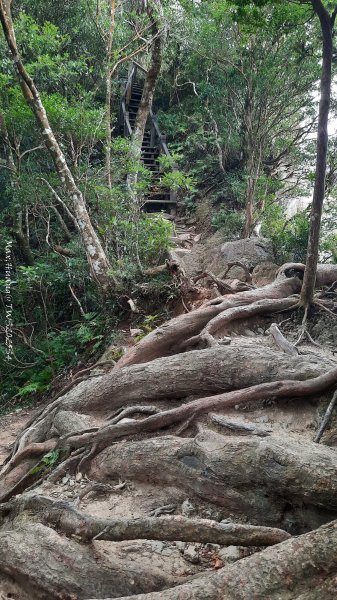 《新竹》斷崖神木｜北得拉曼步道小P繞202510172917526