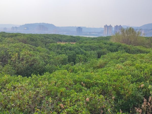 2024年臺北大縱走第八段：捷運動物園站至捷運關渡站2471093