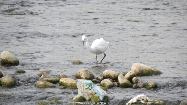 《台中》冬日暖陽｜筏子溪門戶迎賓水岸廊道健行賞鳥202601182983621