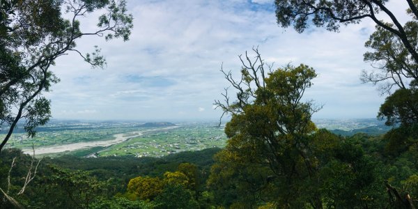 1090611火炎山相思樹花大開992662