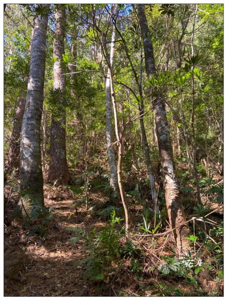 那羅山、煤源山、凌空廊道連走2684222