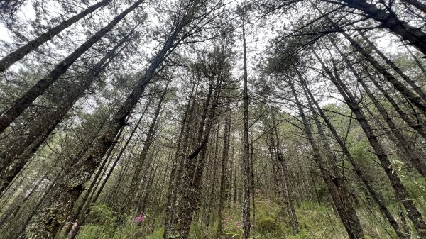 將軍廟上天鑾池上下2162800