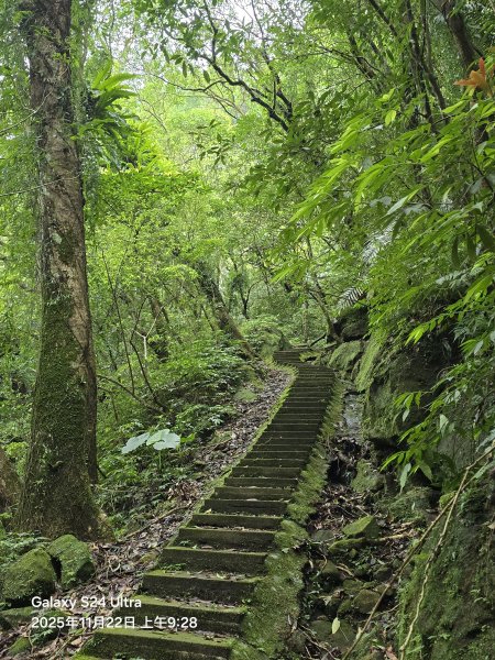 2025-11-22微笑山線：【五分山系】平溪小黃山段2943285