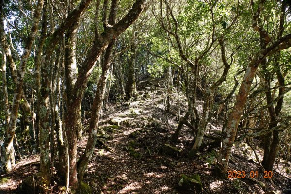 苗栗 南庄 鹿山、鹿坑山2001855