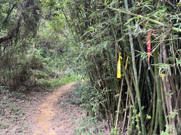 [皮皮獅探險隊-04/10] 2025_0706 三段崎古道2831745