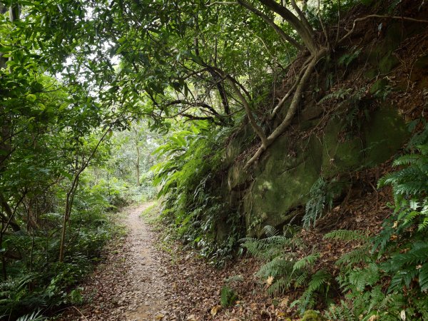 [淡蘭古道] 2026_0523 南路第一段_中埔山步道3069376