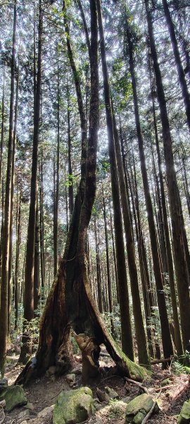 2025/04/04_加里山登山步道2755032