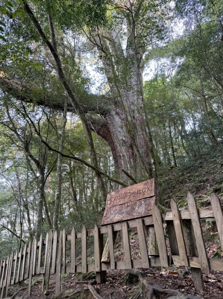 鎮西堡巨木步道B區全段+A區部分3008506