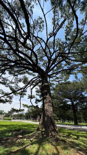 綠衫林公園2800894