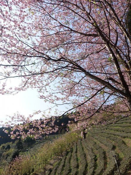 櫻花-柳杉林-鵝公髻山878483