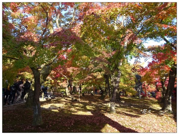 京都/東福寺的紅葉755241