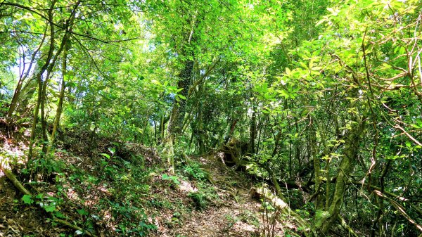 溪和宮,大尖山,擎天崗2823015