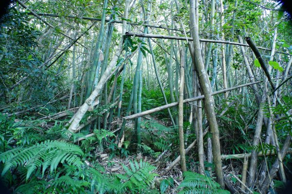 新北 三峽 內詩朗山、金平山2950929