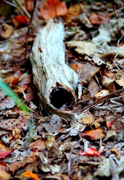 山風15度C吹拂 ~ 合歡溪 步道1551808