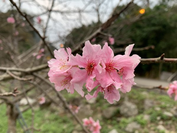 20231125台中谷關七雄東卯山2365250