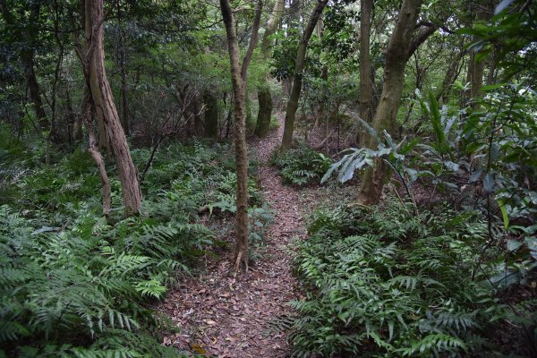 樹林大棟山／小百岳0151408553