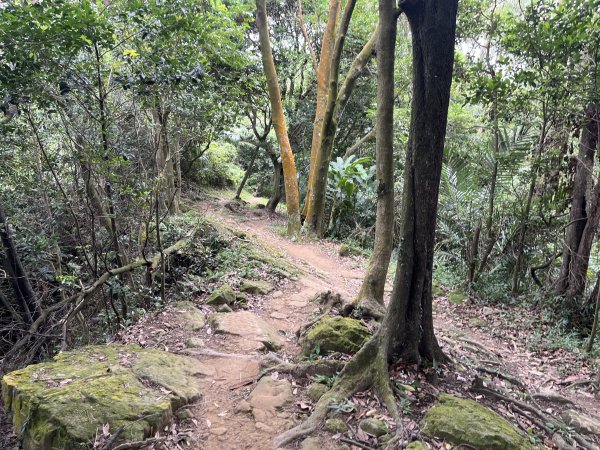 [微笑山線_第一段] 2025_0720 大棟山系_鎮遠山2843579
