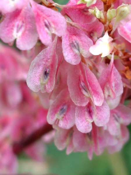 巒安堂、西巒大山2931644