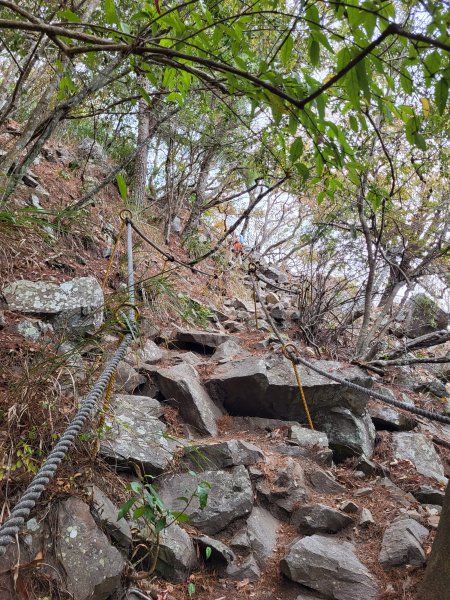 2025.11.30 谷關七雄 No.4 波津加山，不給休的蜂2952128