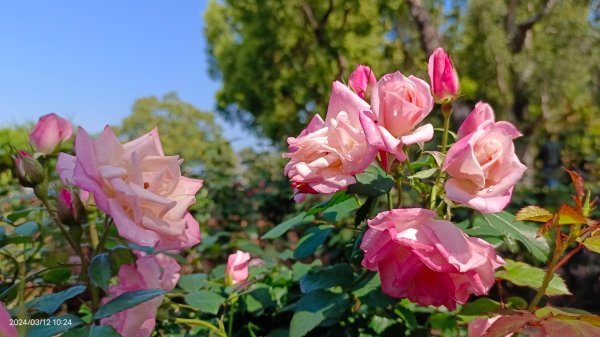 追花是簡單的快樂，賞花是恬淡的幸褔3/122450847