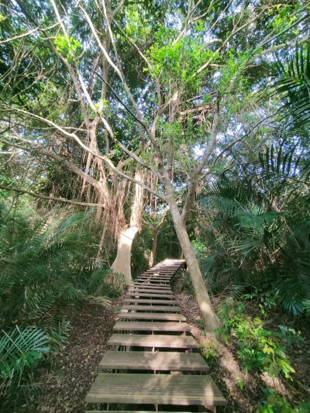 柴山秘境~小錐麓/大峽谷/雅座/盤榕/好漢坡2500526