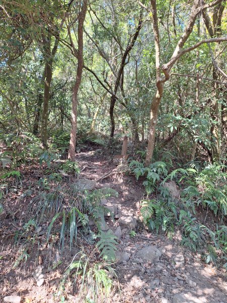 德文山(觀望山)202601052978648