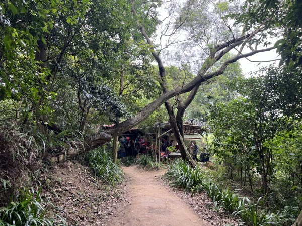 [微笑山線_第一段] 2025_0720 大棟山系_青龍嶺2843474