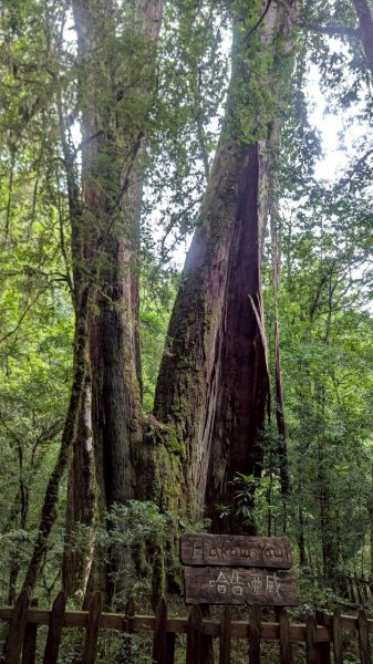 鎮西堡巨木步道群 (B區)2861201