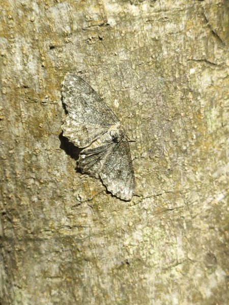 後花園散散步2936595