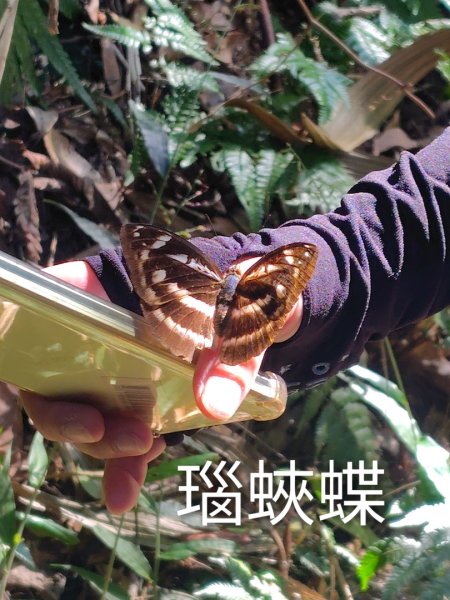 唐麻丹山 蝴蝶谷2918904