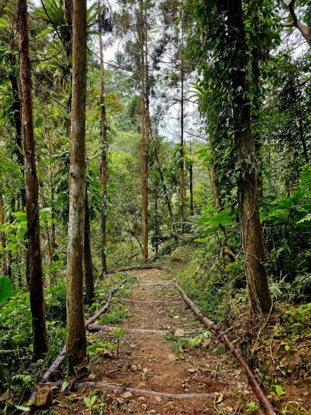 馬胎古道、馬胎二期古道、南坪古道2986010