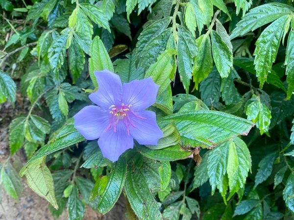 朝聖抹茶 Day 2:晨霧抹茶山色走訪三角崙山/小百岳#833055044