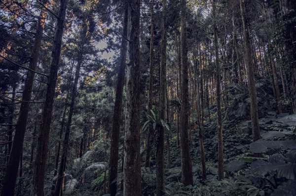 絕美而人煙稀少的柳杉林步道 - 光天高山 x 向天湖山1473850