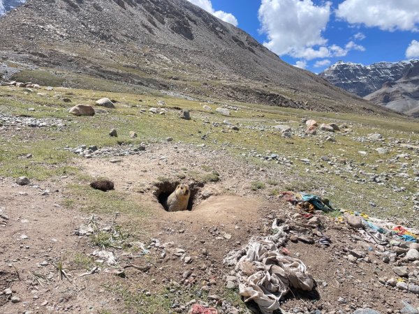 西藏♥️可愛動物🐎人物寫真/拉薩旅拍/美食2902898