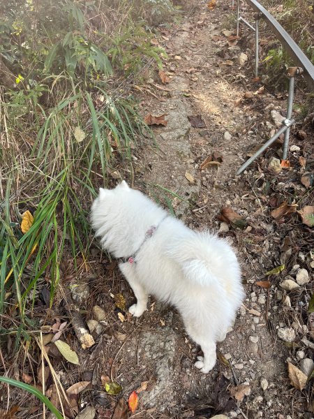 跟銀狐犬一起去蝴蝶谷瀑布找遺失登山杖 2025.12.52956202