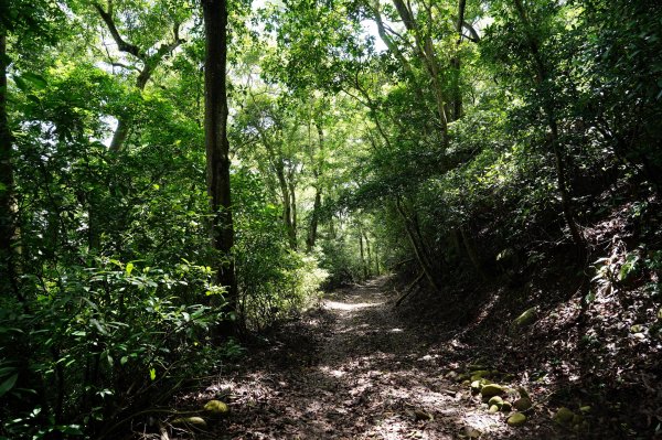苗栗 三義 枕頭山、南片山2801763
