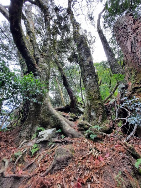 20230127 台中稍來山（中級山小百岳），未完屋我尾，阿水牛肉城2008159