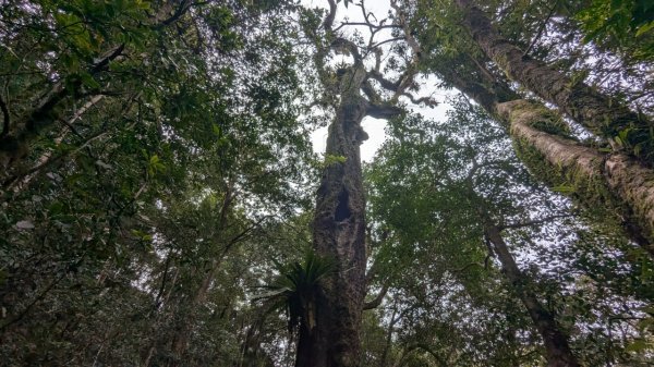 北得拉曼巨木步道2695502