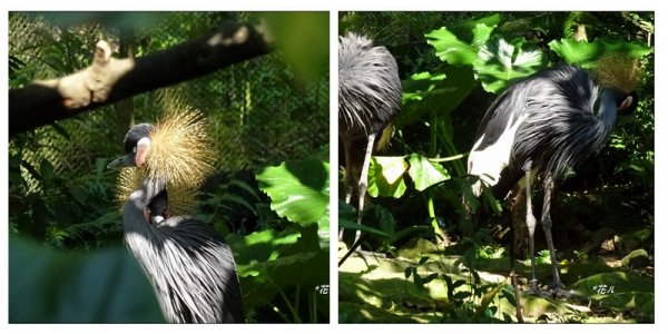 台北市動物園之旅1498044