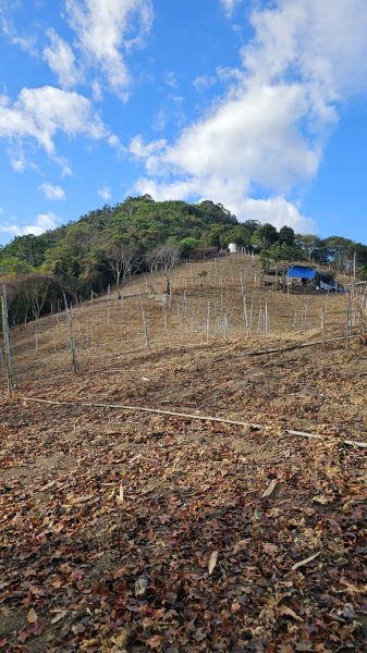 【走進望鄉部落，抬頭就見玉山】獵人古道之望美山、瓊山O繞16K。2972259