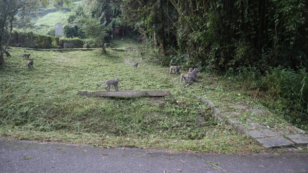 貓囒山登山健行趣(小百岳49號)2268428