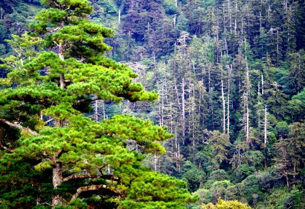 山風15度C吹拂 ~ 合歡溪 步道1551820