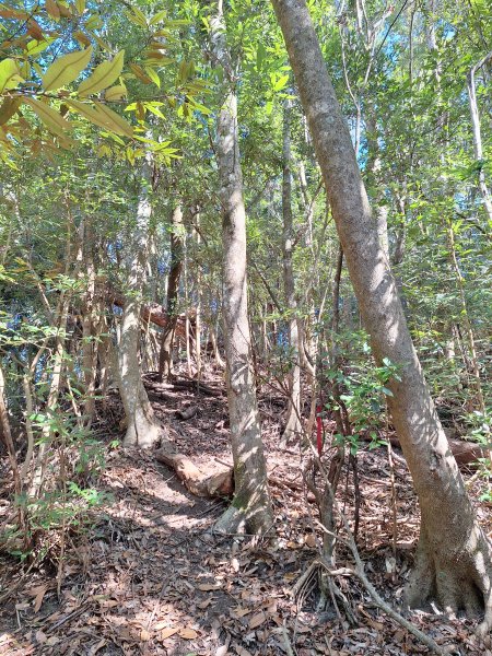 泰安麻必浩林道南坑山O型202502282724667