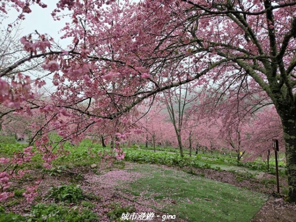【台中和平】2026福壽山農場千櫻園賞櫻季3010684