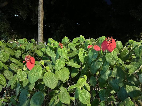 [2024臺北健走趣-25/35] 2024_0630_榮星公園2546033