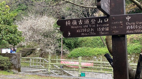 陽明山橫嶺古道|搭公車就能到京都嵐山竹林美景||澄園秘境賞梅前山公園悠閒野餐1603357