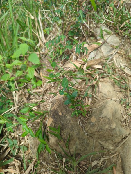 2024.12.21－旗尾山步道2677426