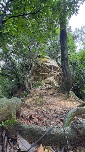 大雨後🙄2845412